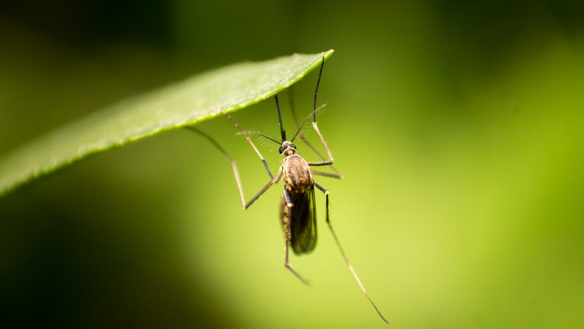 What is dengue fever? ‘Dengue detectives’ are deployed in Paris ahead of Olympics